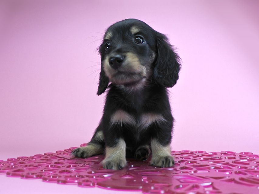 ダックスフンド カニンヘン グリム & 武蔵の子犬 ブラッククリーム 女の子