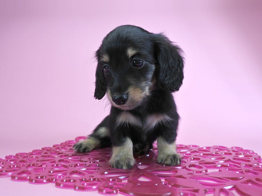 ダックスフンド カニンヘン グリム & 武蔵の子犬 ブラッククリーム 女の子