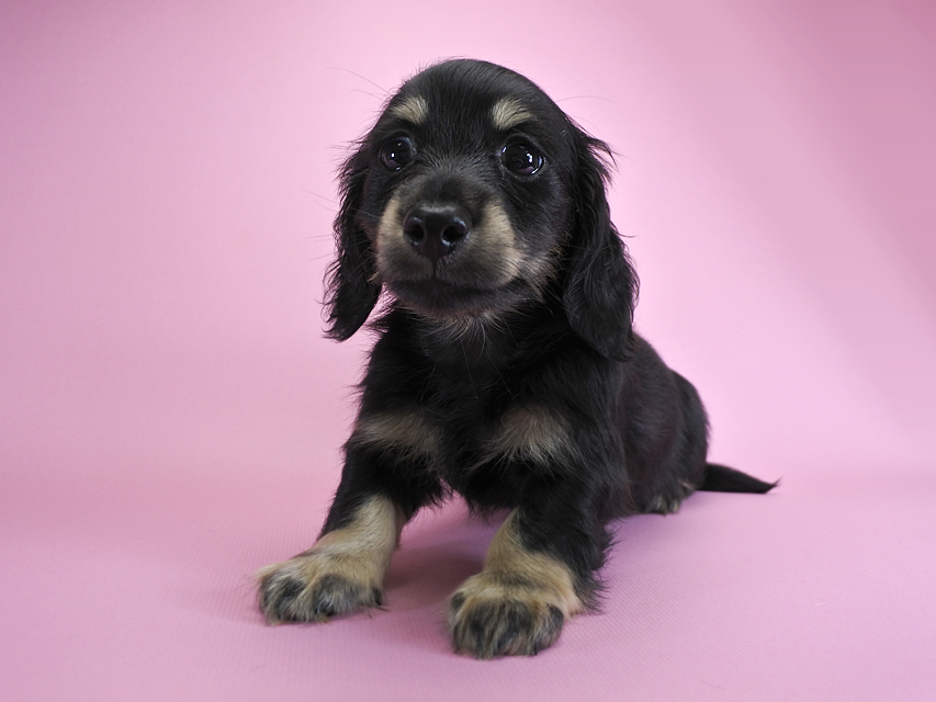 ダックスフンド カニンヘン ノエル.hp & バロン君の子犬 ブラッククリーム 男の子