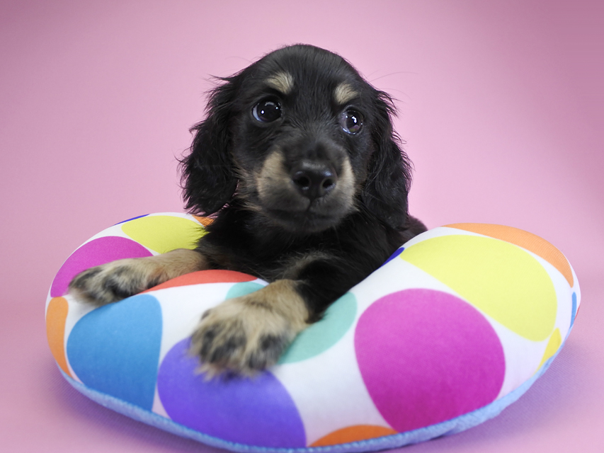 ダックスフンド カニンヘン ノエル.hp & バロン君の子犬 ブラッククリーム 男の子