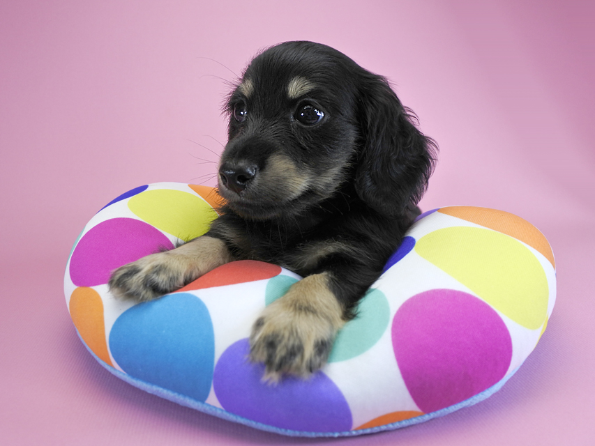 ダックスフンド カニンヘン ノエル.hp & バロン君の子犬 ブラッククリーム 男の子