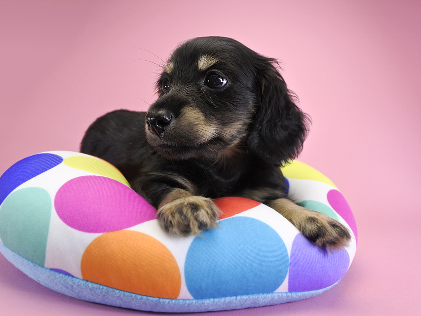 ダックスフンド カニンヘン ノエル.hp & バロン君の子犬 ブラッククリーム 男の子