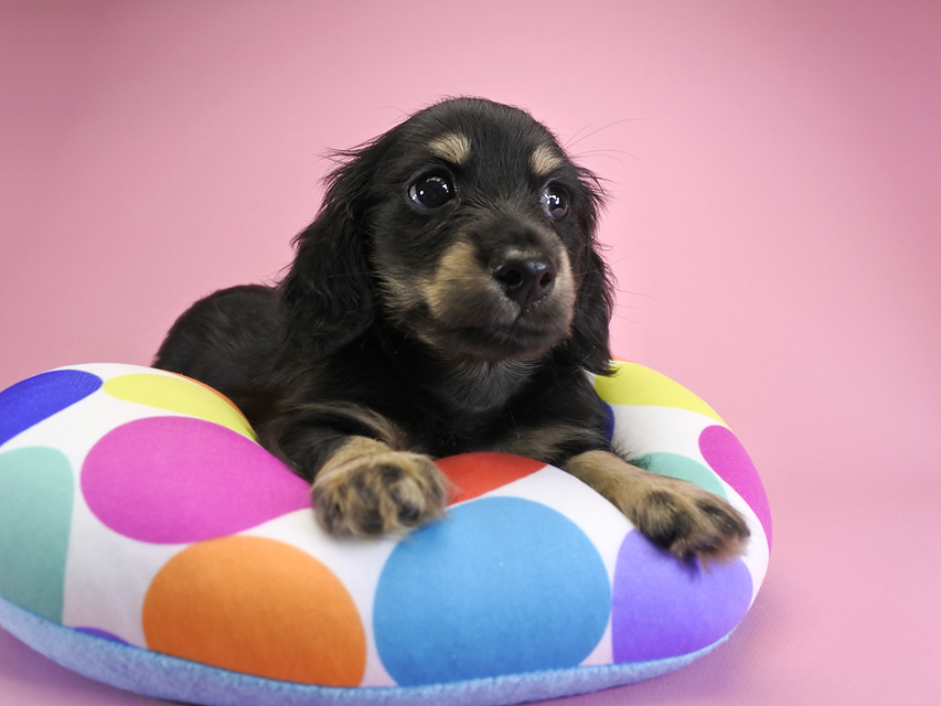 ダックスフンド カニンヘン ノエル.hp & バロン君の子犬 ブラッククリーム 男の子