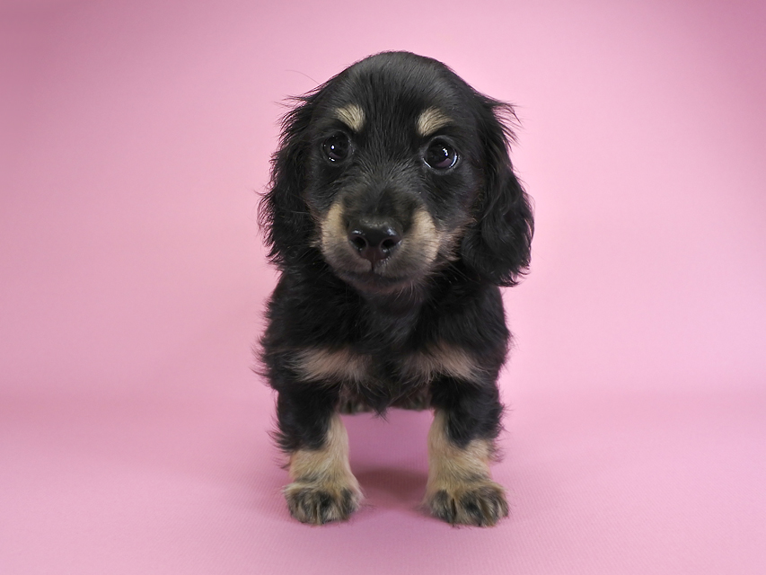 ダックスフンド カニンヘン ノエル.hp & バロン君の子犬 ブラッククリーム 男の子