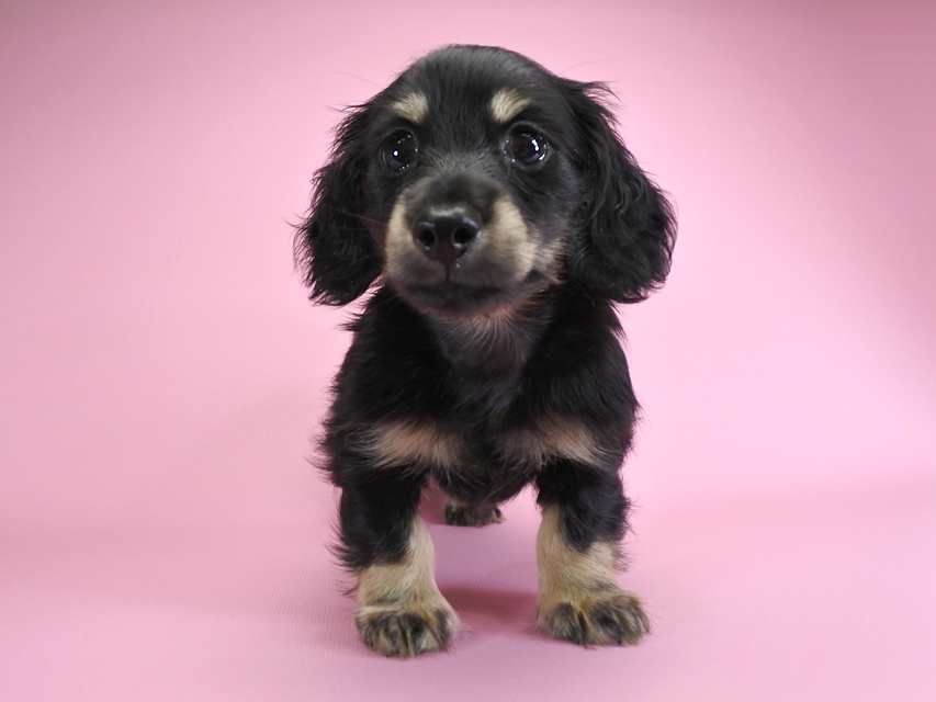 ダックスフンド カニンヘン ノエル.hp & バロン君の子犬 ブラッククリーム 男の子
