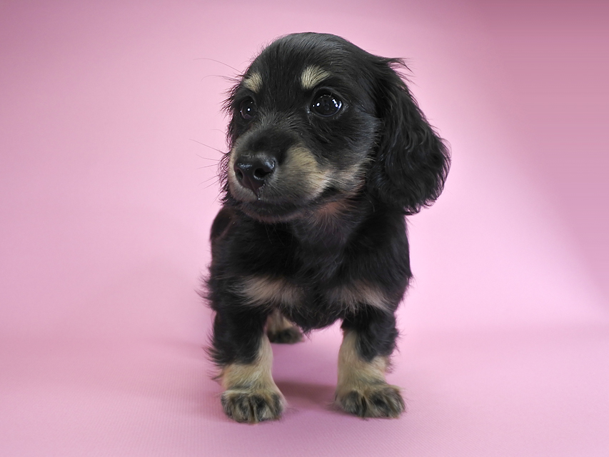 ダックスフンド カニンヘン ノエル.hp & バロン君の子犬 ブラッククリーム 男の子