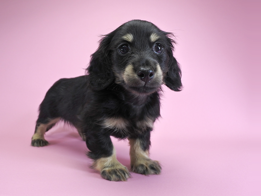 ダックスフンド カニンヘン ノエル.hp & バロン君の子犬 ブラッククリーム 男の子