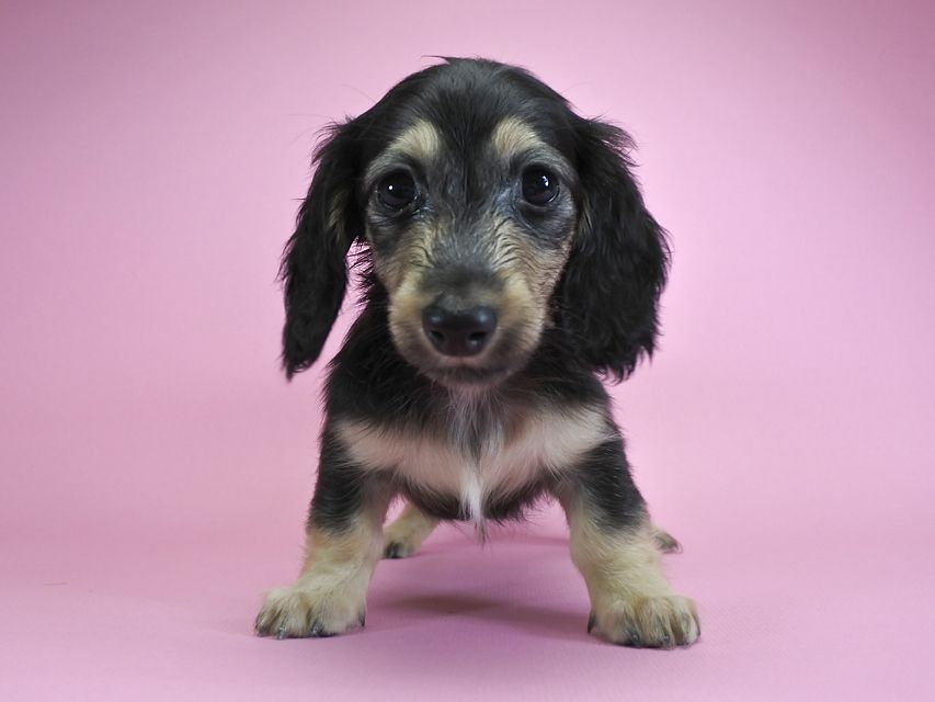 ダックスフンド カニンヘン ルル.hb & スルガの子犬 ブラッククリーム 女の子