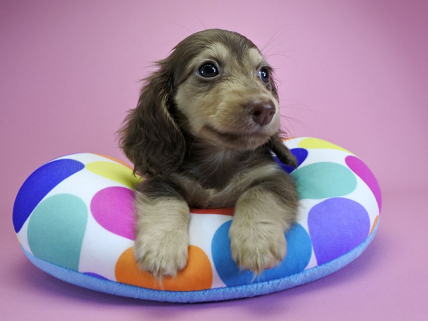 ダックスフンド カニンヘン ルル.hb & スルガの子犬 チョコクリーム 女の子_DSC4761 ダックスフンド カニンヘン ルル.hb & スルガの子犬 チョコクリーム 女の子