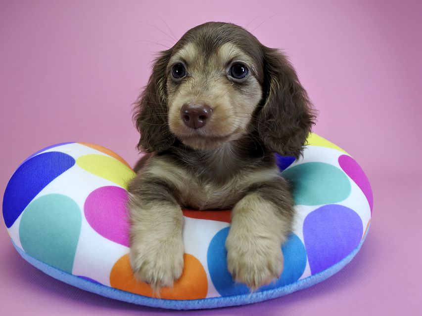 ダックスフンド カニンヘン ルル.hb & スルガの子犬 チョコクリーム 女の子_DSC4762 ダックスフンド カニンヘン ルル.hb & スルガの子犬 チョコクリーム 女の子