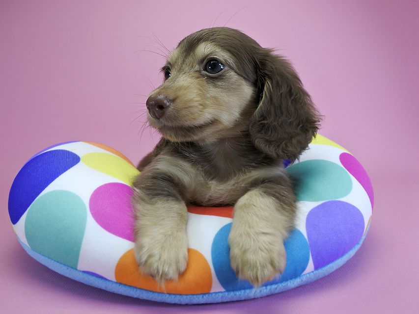 ダックスフンド カニンヘン ルル.hb & スルガの子犬 チョコクリーム 女の子_DSC4763 ダックスフンド カニンヘン ルル.hb & スルガの子犬 チョコクリーム 女の子