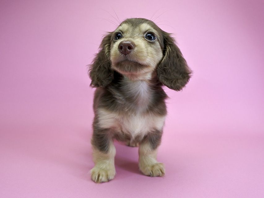 ダックスフンド カニンヘン ルル.hb & スルガの子犬 チョコクリーム 女の子_DSC4776 ダックスフンド カニンヘン ルル.hb & スルガの子犬 チョコクリーム 女の子