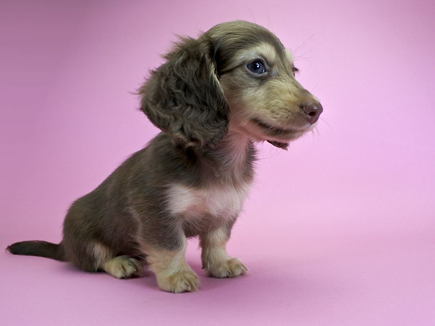 ダックスフンド カニンヘン ルル.hb & スルガの子犬 チョコクリーム 女の子_DSC4780 ダックスフンド カニンヘン ルル.hb & スルガの子犬 チョコクリーム 女の子