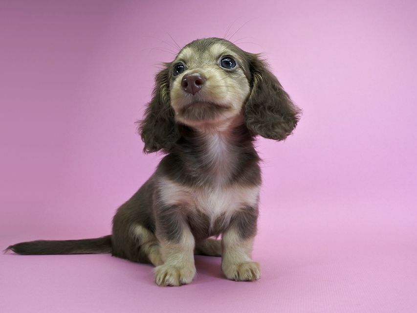 ダックスフンド カニンヘン ルル.hb & スルガの子犬 チョコクリーム 女の子_DSC4782 ダックスフンド カニンヘン ルル.hb & スルガの子犬 チョコクリーム 女の子
