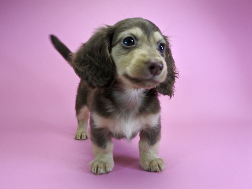 ダックスフンド カニンヘン ルル.hb & スルガの子犬 チョコクリーム 女の子_DSC4787 ダックスフンド カニンヘン ルル.hb & スルガの子犬 チョコクリーム 女の子