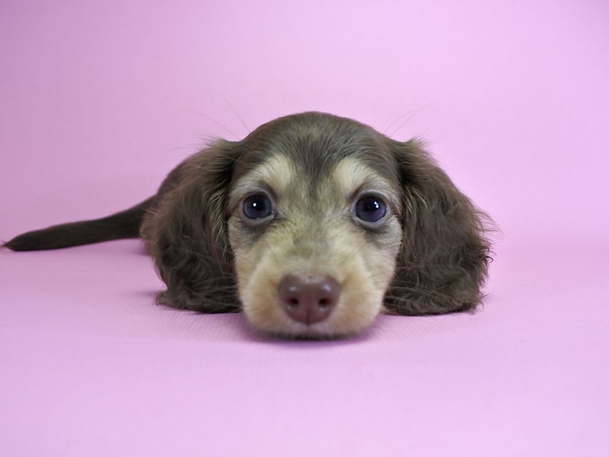 ダックスフンド カニンヘン ルル.hb & スルガの子犬 チョコクリーム 女の子_DSC4798 ダックスフンド カニンヘン ルル.hb & スルガの子犬 チョコクリーム 女の子