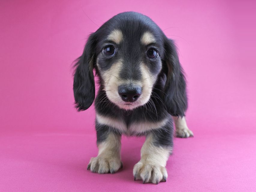 カニンヘンダックス グリム & 武蔵の子犬 ブラックイエロー 男の子