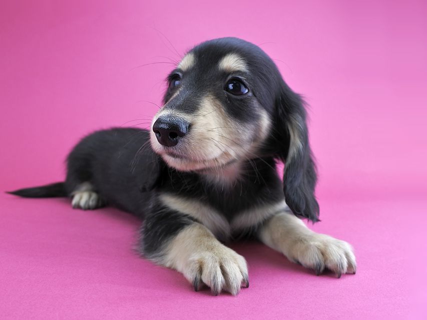 カニンヘンダックス グリム & 武蔵の子犬 ブラックイエロー 男の子