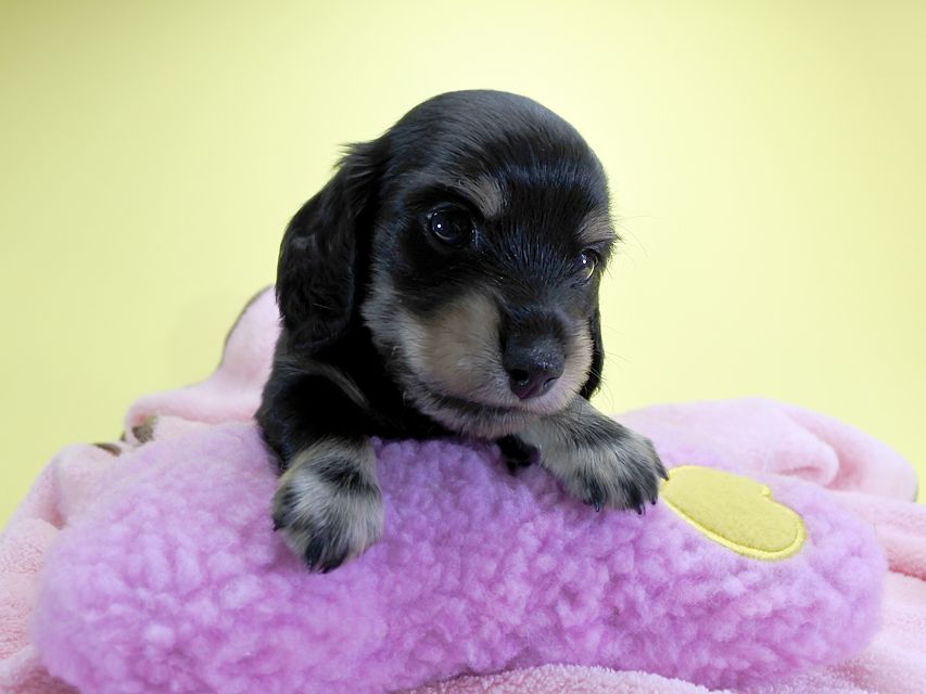 ダックスフンド カニンヘン クム.2 & オスカルの子犬 ブラッククリーム 男の子