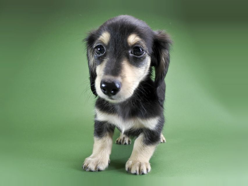 ダックスフンド カニンヘン グリム & 武蔵の子犬 ブラッククリーム 男の子_DSC5163 ダックスフンド カニンヘン グリム & 武蔵の子犬 ブラッククリーム 男の子