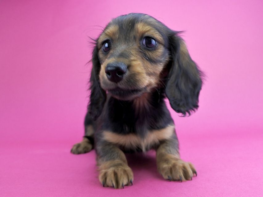 カニンヘンダックス 茶葉 & ジムダンディの子犬 レッド 女の子(2)_DSC5204 カニンヘンダックス 茶葉 & ジムダンディの子犬 レッド 女の子(2)