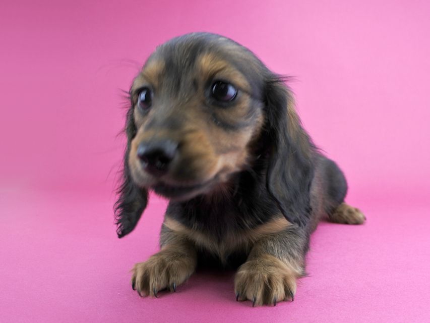 カニンヘンダックス 茶葉 & ジムダンディの子犬 レッド 女の子(2)_DSC5211 カニンヘンダックス 茶葉 & ジムダンディの子犬 レッド 女の子(2)