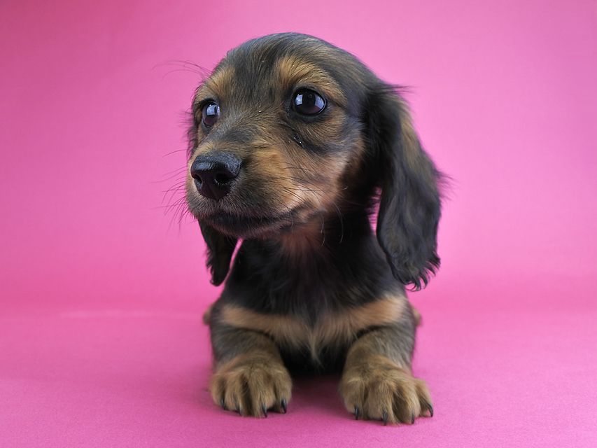 カニンヘンダックス 茶葉 & ジムダンディの子犬 レッド 女の子(2)_DSC5220 カニンヘンダックス 茶葉 & ジムダンディの子犬 レッド 女の子(2)