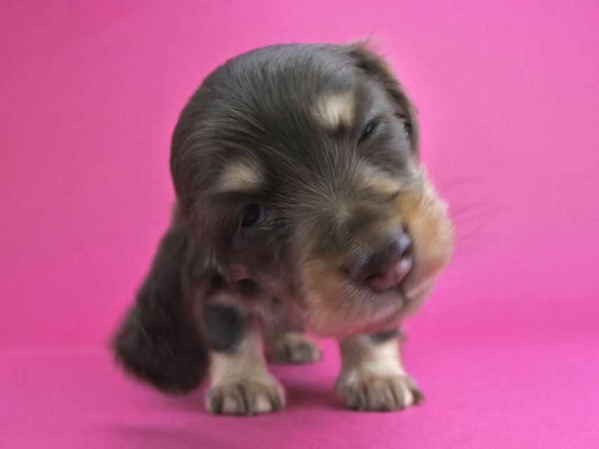 カニンヘンダックス すず & 朝日の子犬 チョコイエロー 女の子_DSC5391 カニンヘンダックス すず & 朝日の子犬 チョコイエロー 女の子