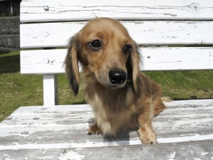 カニンヘンダックス ひまわり