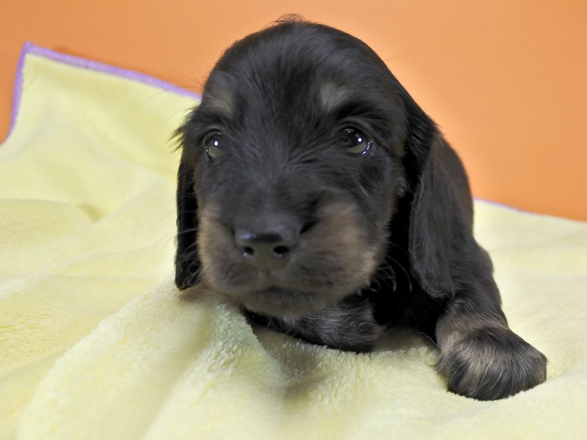 カニンヘンダックス ふたば & オスカルの子犬 ブラッククリーム 男の子 お写真初登場