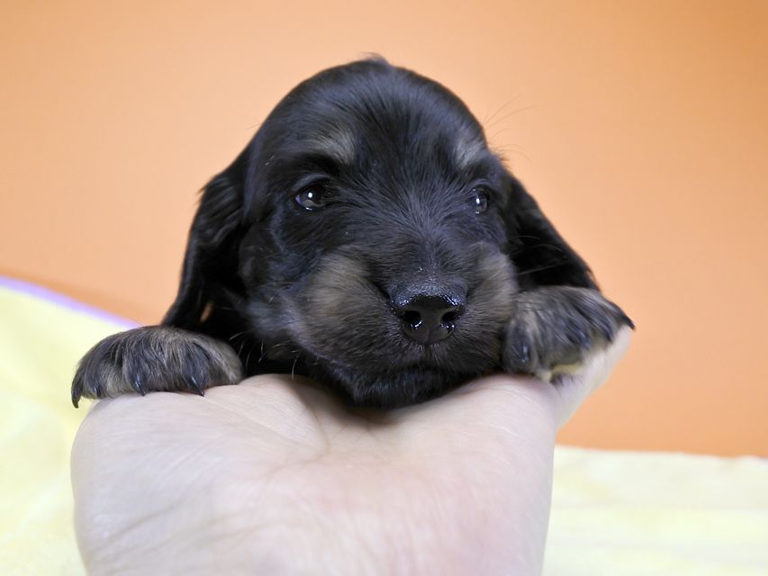 カニンヘンダックス ふたば & オスカルの子犬 ブラッククリーム 男の子 お写真初登場