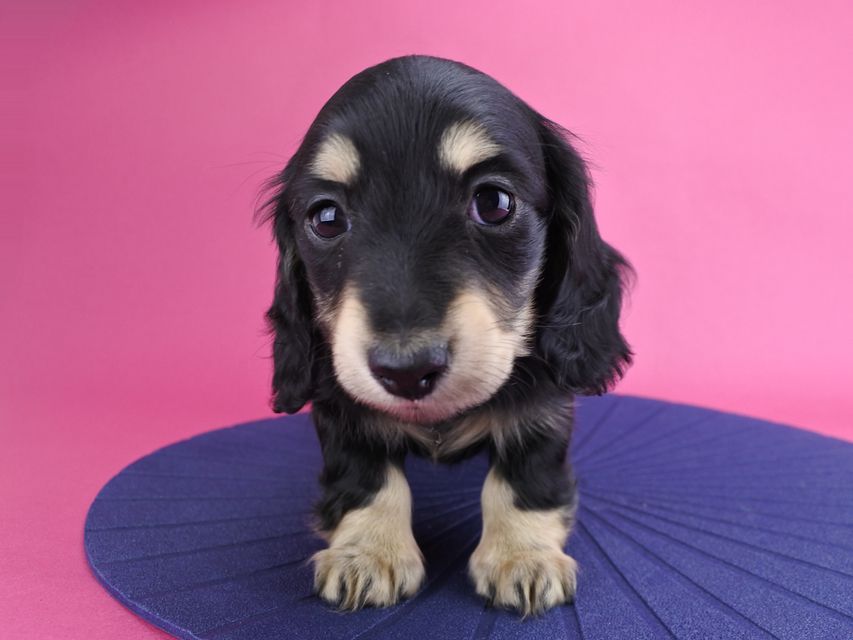 カニンヘンダックス ラムネ & 朝日の子犬 ブラックイエロー 女の子（2）