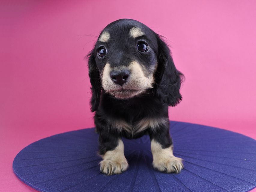 カニンヘンダックス ラムネ & 朝日の子犬 ブラックイエロー 女の子（2）
