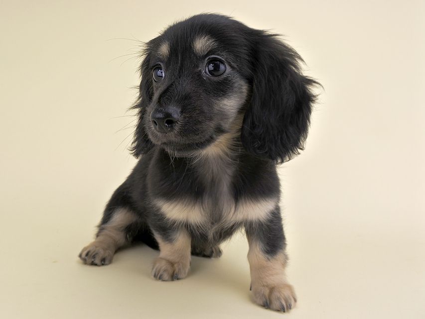 カニンヘンダックス ルル & ナイトの子犬 ブラックイエロー 女の子