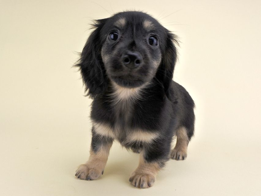 カニンヘンダックス ルル & ナイトの子犬 ブラックイエロー 女の子