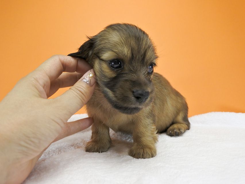 カニンヘンダックス シャーロット.cs & ジムダンディの子犬 シェーデットクリーム 女の子（2） お写真初登場