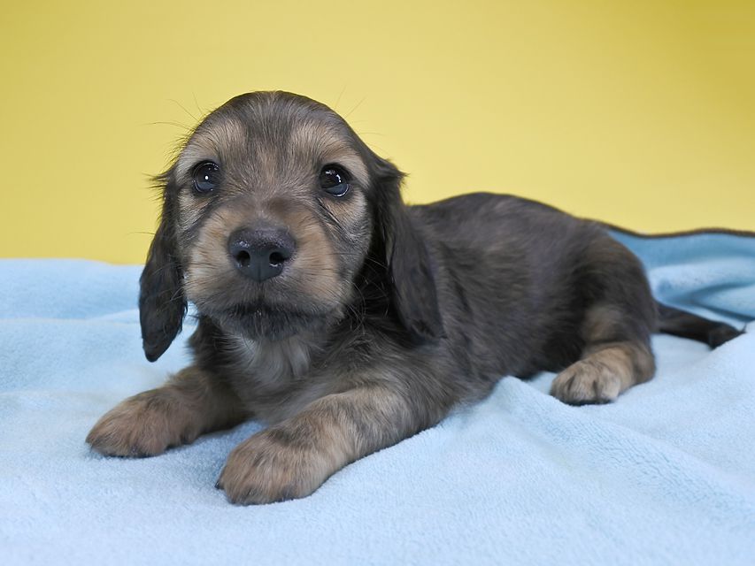 カニンヘンダックス ふたば & オスカルの子犬 シェーデットクリーム 男の子_DSC5799 カニンヘンダックス ふたば & オスカルの子犬 シェーデットクリーム 男の子