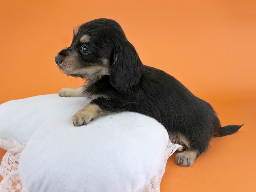 カニンヘンダックス ピアス & ナイトの子犬 ブラックイエロー 男の子 お写真初登場_DSC5802 カニンヘンダックス ピアス & ナイトの子犬 ブラックイエロー 男の子 お写真初登場