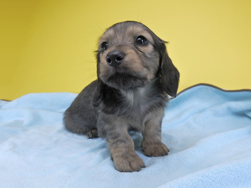 カニンヘンダックス ふたば & オスカルの子犬 シェーデットクリーム 男の子_DSC5807 カニンヘンダックス ふたば & オスカルの子犬 シェーデットクリーム 男の子