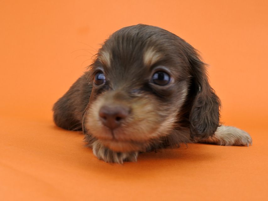 カニンヘンダックス ピアス & ナイトの子犬 チョコイエロー 男の子（2） お写真初登場