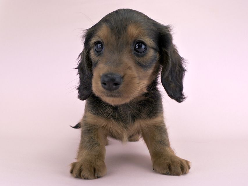 カニンヘンダックス キャンディcs & たけるの子犬 レッド 女の子