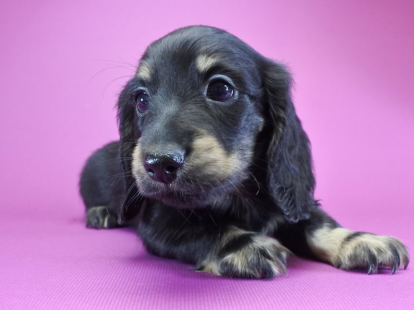 カニンヘンダックス ふたば & オスカルの子犬 ブラッククリーム 男の子_DSC6122 カニンヘンダックス ふたば & オスカルの子犬 ブラッククリーム 男の子