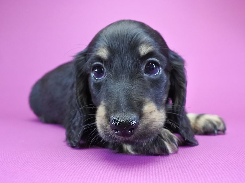 カニンヘンダックス ふたば & オスカルの子犬 ブラッククリーム 男の子_DSC6127 カニンヘンダックス ふたば & オスカルの子犬 ブラッククリーム 男の子