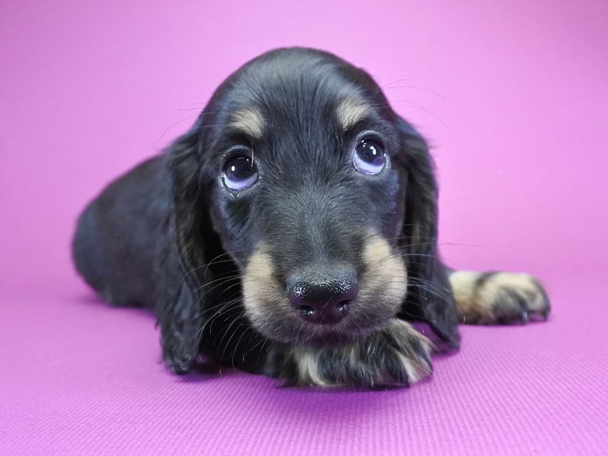 カニンヘンダックス ふたば & オスカルの子犬 ブラッククリーム 男の子_DSC6128 カニンヘンダックス ふたば & オスカルの子犬 ブラッククリーム 男の子