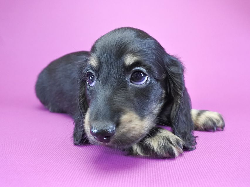 カニンヘンダックス ふたば & オスカルの子犬 ブラッククリーム 男の子_DSC6129 カニンヘンダックス ふたば & オスカルの子犬 ブラッククリーム 男の子