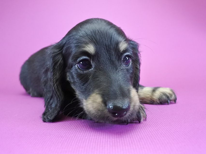 カニンヘンダックス ふたば & オスカルの子犬 ブラッククリーム 男の子_DSC6131 カニンヘンダックス ふたば & オスカルの子犬 ブラッククリーム 男の子