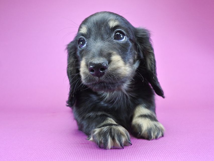 カニンヘンダックス ふたば & オスカルの子犬 ブラッククリーム 男の子_DSC6140 カニンヘンダックス ふたば & オスカルの子犬 ブラッククリーム 男の子