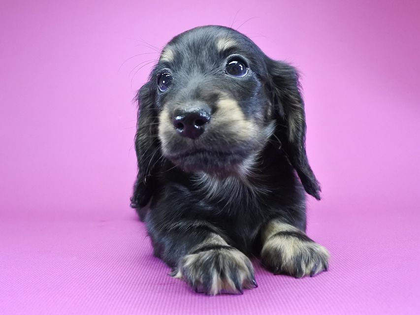 カニンヘンダックス ふたば & オスカルの子犬 ブラッククリーム 男の子_DSC6141 カニンヘンダックス ふたば & オスカルの子犬 ブラッククリーム 男の子