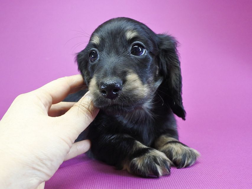 カニンヘンダックス ふたば & オスカルの子犬 ブラッククリーム 男の子_DSC6148 カニンヘンダックス ふたば & オスカルの子犬 ブラッククリーム 男の子