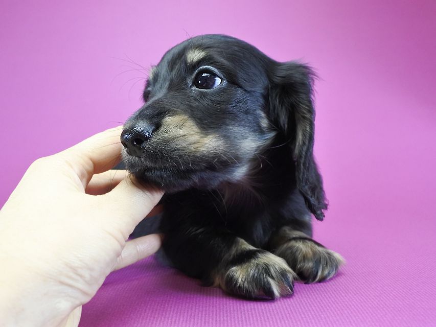 カニンヘンダックス ふたば & オスカルの子犬 ブラッククリーム 男の子_DSC6149 カニンヘンダックス ふたば & オスカルの子犬 ブラッククリーム 男の子